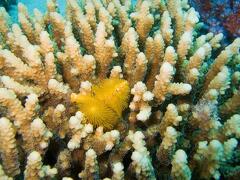 DSCF8464 zlute vejirky v koralu